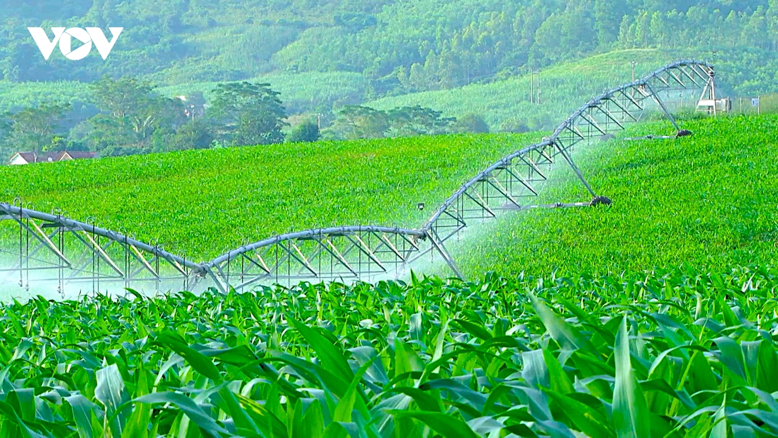 Vai trò kinh tế số trong lộ trình cơ cấu lại ngành nông nghiệp Nghệ An